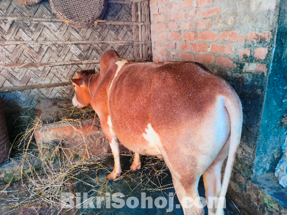 বাড়ির পালিত গরু